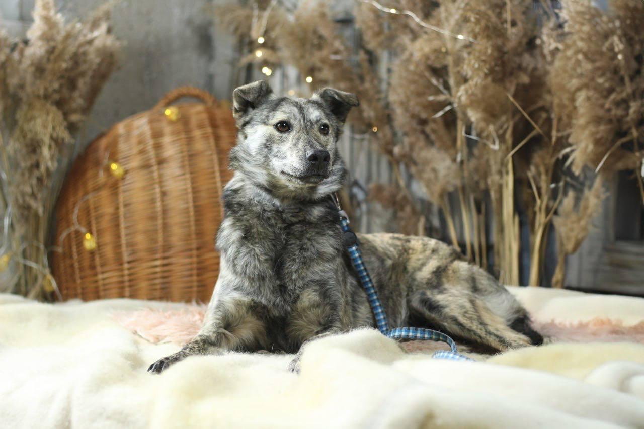 Chiens à adopter